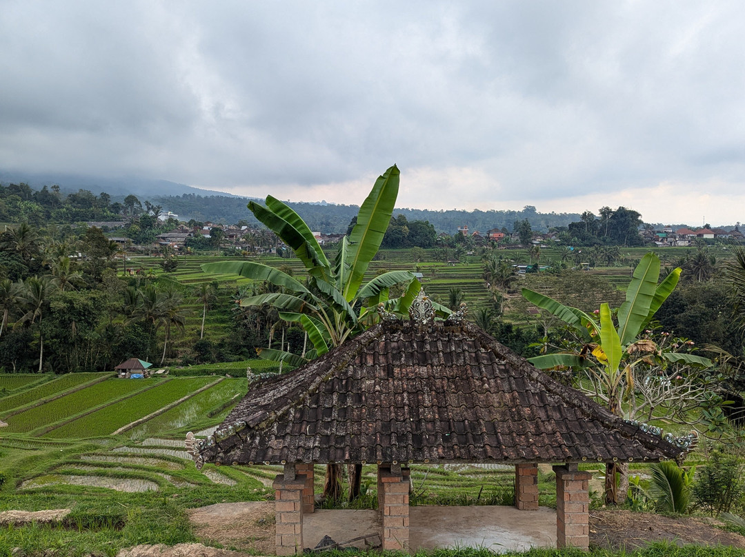 Bali Life Tours-乌布必去景点