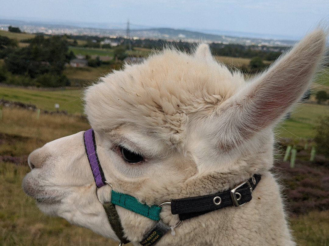 BobCat Alpacas-爱丁堡必去景点