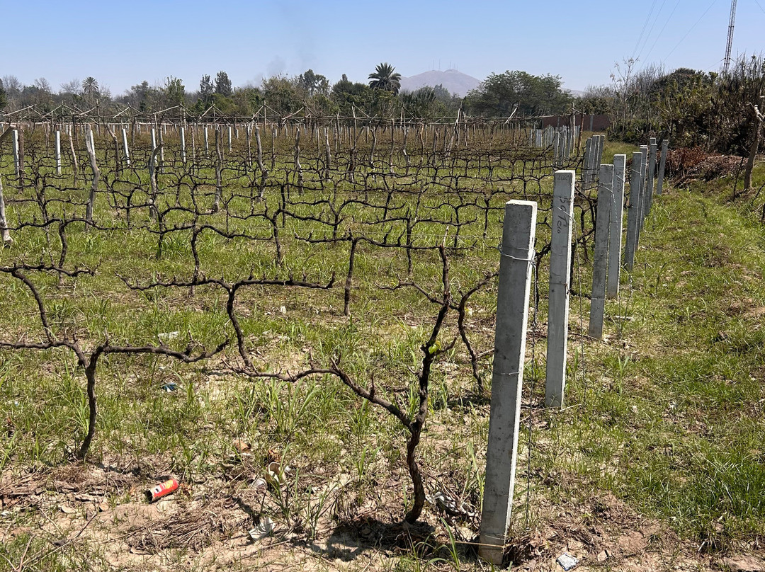 Bodega Y Viñedo Sotelo-伊卡必去景点