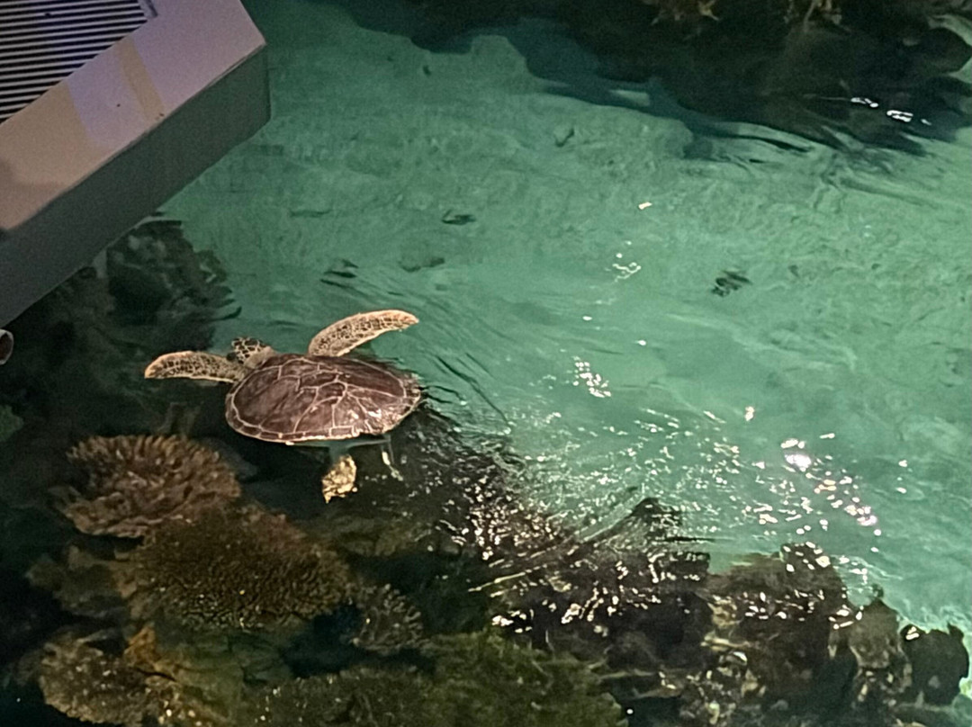 巴尔的摩国家水族馆-巴尔的摩必去景点