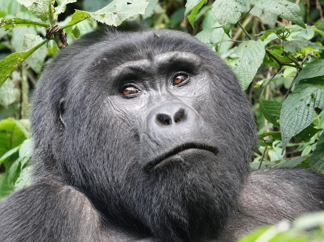 Hidden Gems of Uganda-卡巴莱必去景点