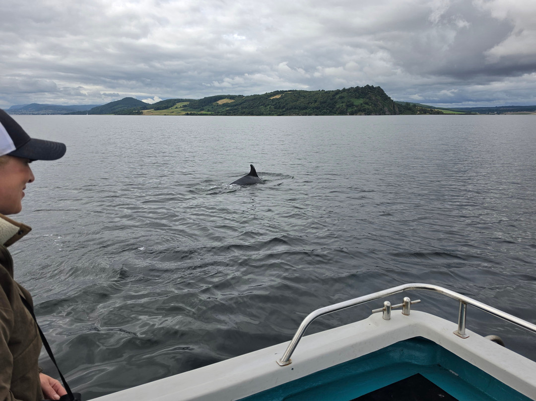 Dolphin Trips Avoch-Avoch必去景点