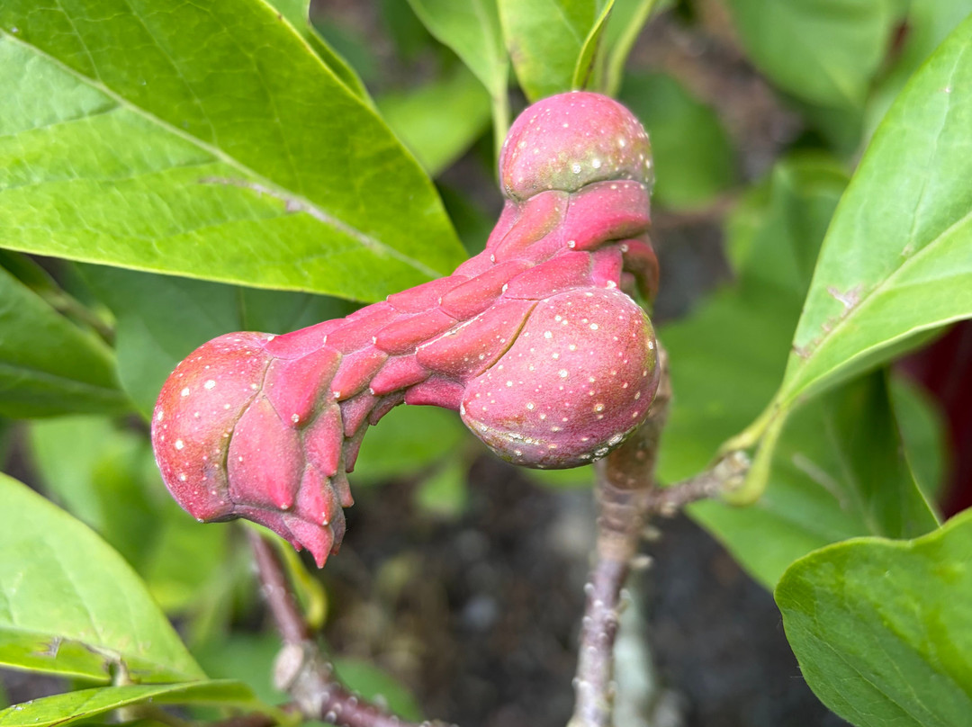 Botanical Garden Arboretum Oudenbosch-Oudenbosch必去景点