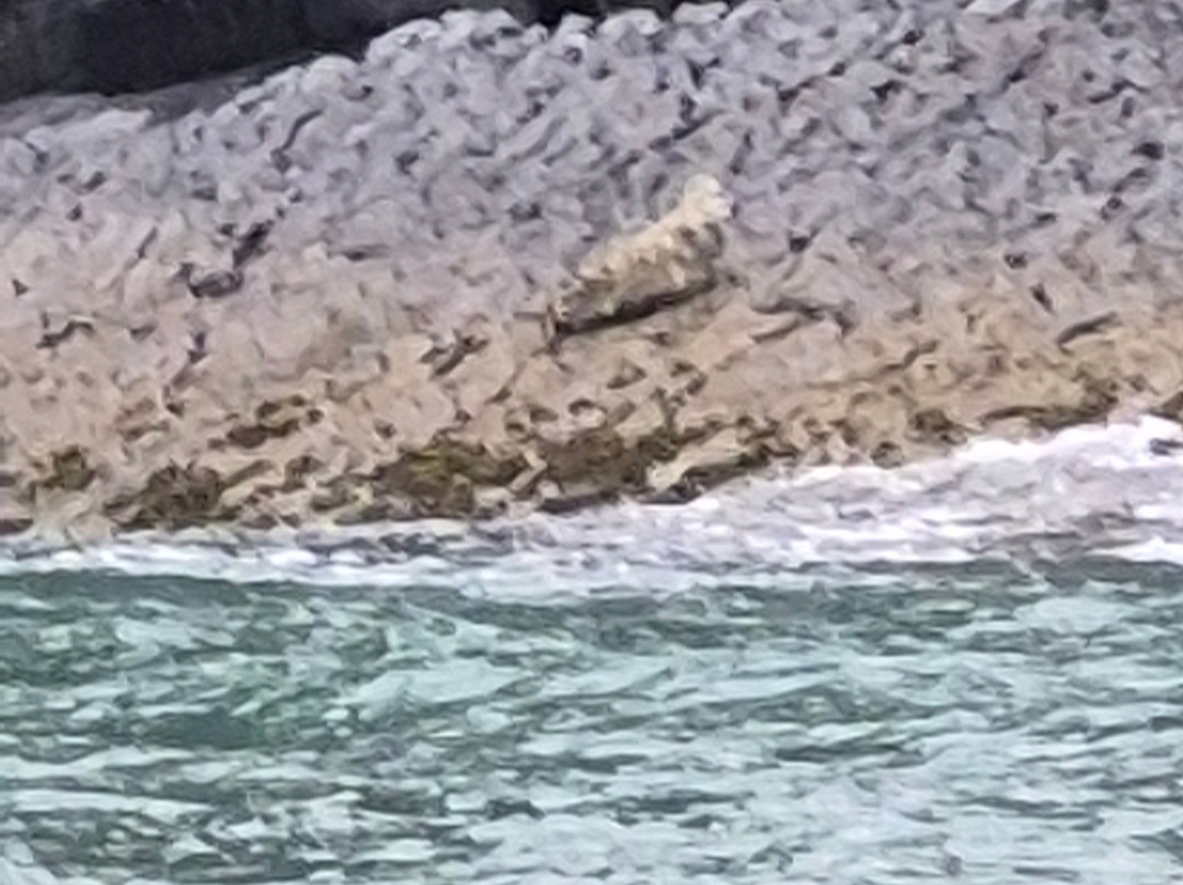 SeaMor Dolphin Watching Boat Trip-纽基必去景点
