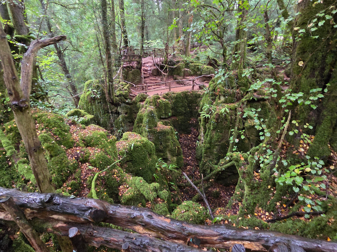 Puzzlewood-Coleford必去景点