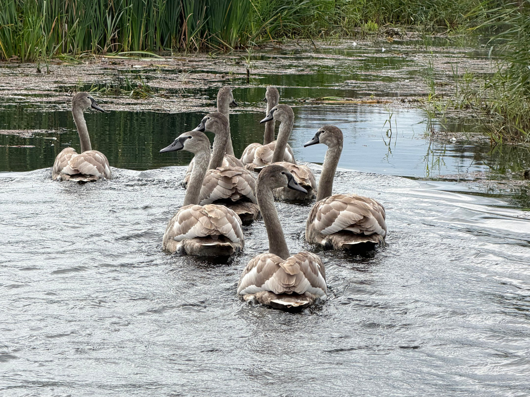 Grantham Canal Three Shires Boat Trips-Woolsthorpe by Belvoir必去景点