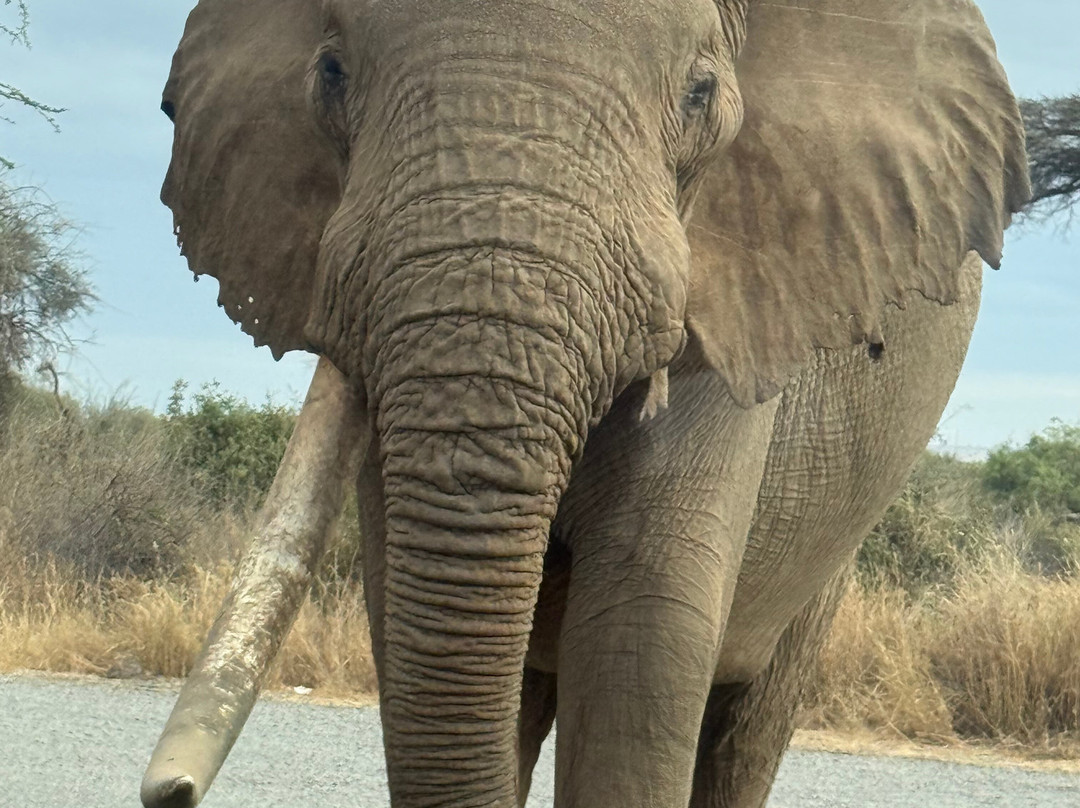 KingTomondo Safaris Kenya-蒙巴萨必去景点