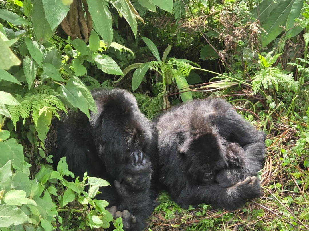Volcanoes National Park Rwanda-Musanze District必去景点
