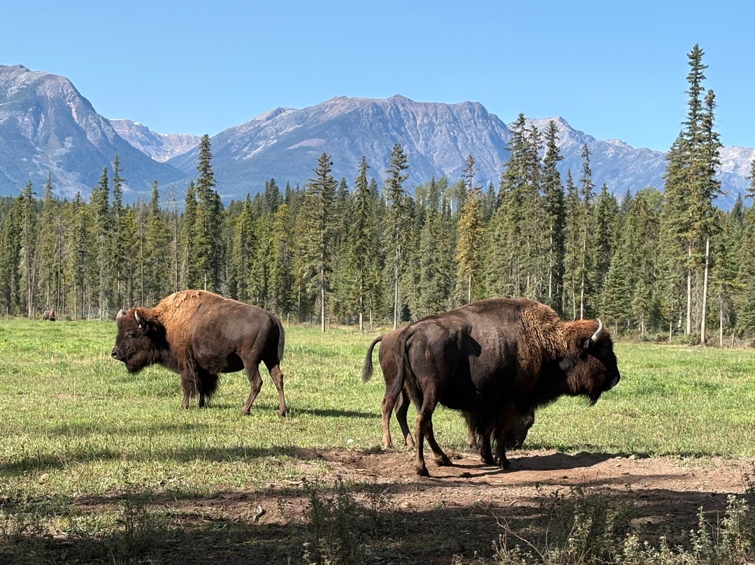 Rocky Mountain Buffalo Ranch & Guest Cabins-戈尔登必去景点