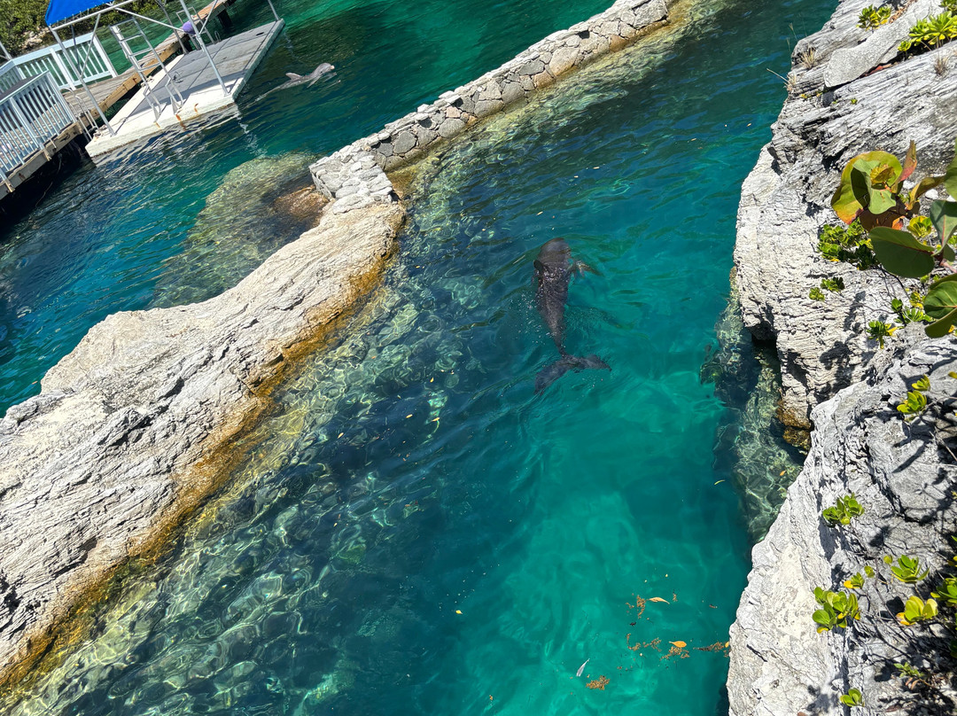 Sea Lion Encounter at Blue Lagoon-拿骚必去景点