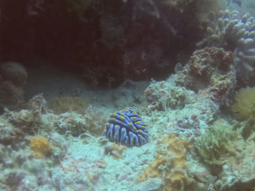 Pole Pole Divers Diving Center-江比阿尼必去景点