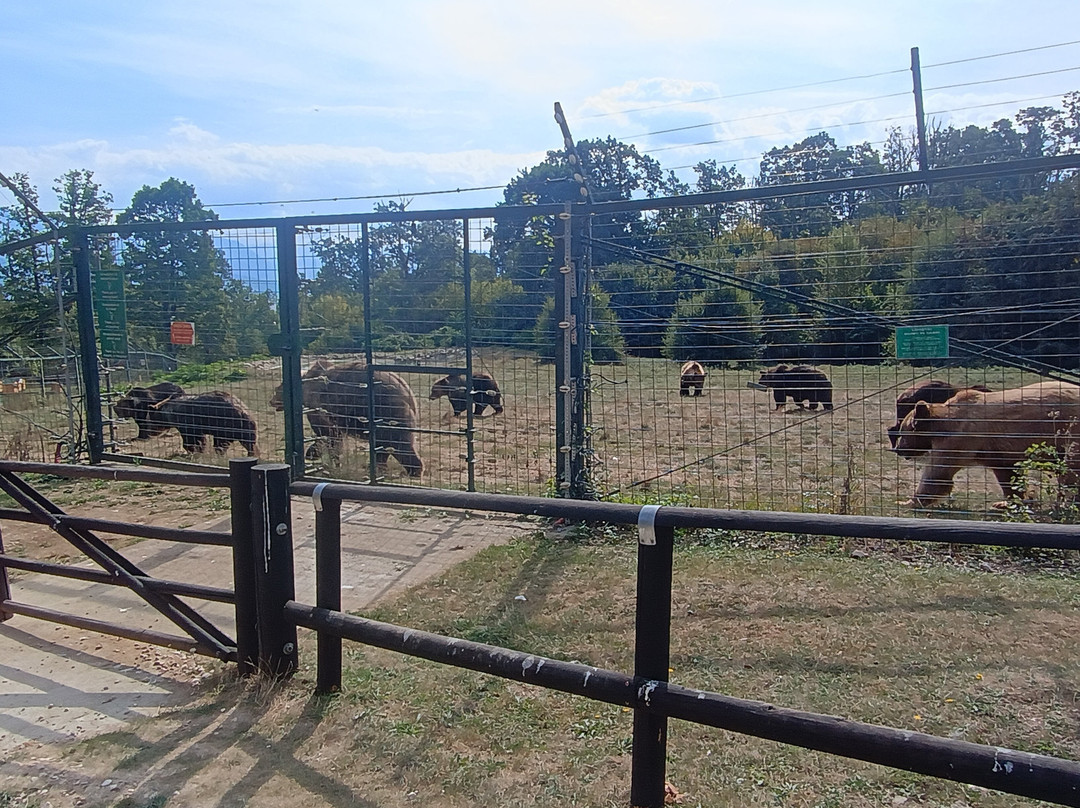 Libearty Bear Sanctuary Zarnesti-Zarnesti必去景点