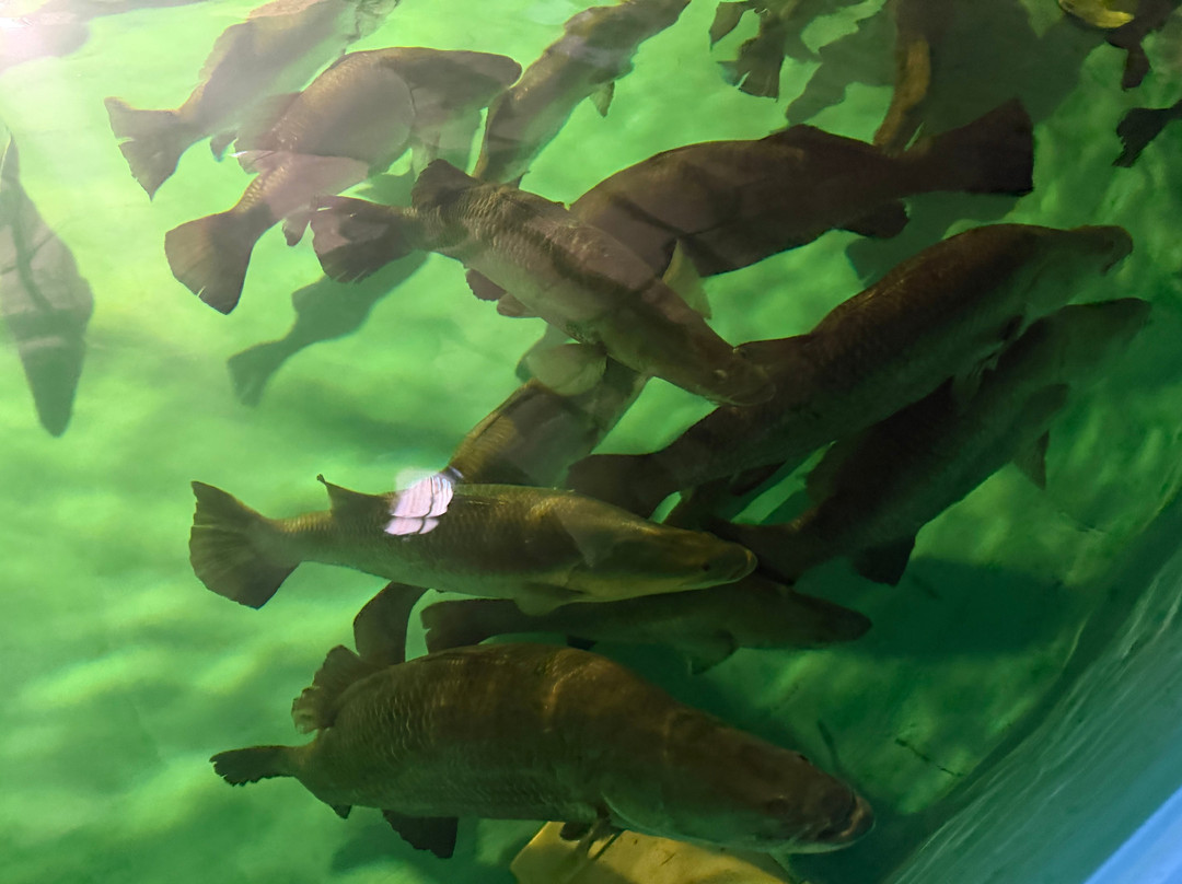 Barramundi Discovery Centre & Hatchery Karumba-Karumba必去景点