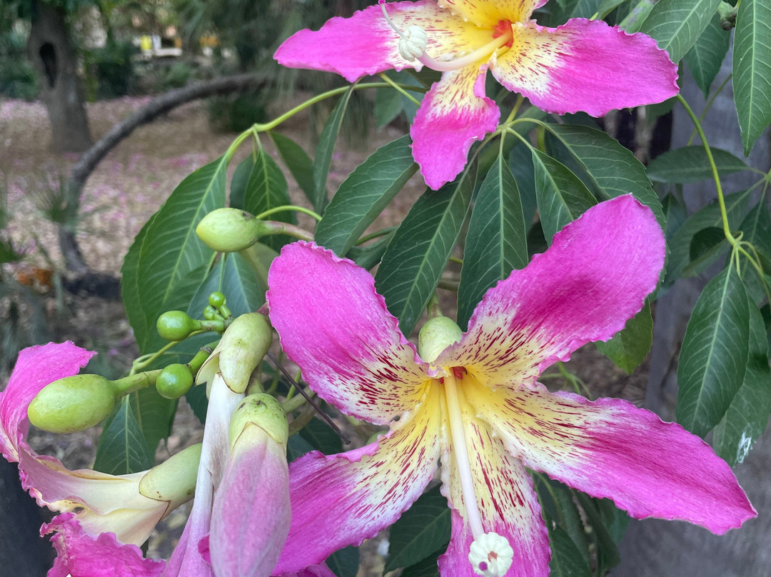 Orto Botanico-巴勒莫必去景点