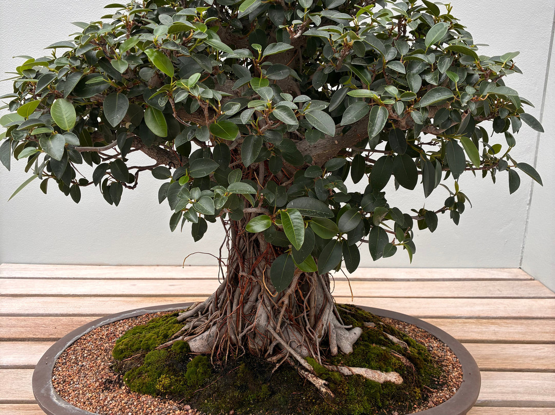 National Bonsai & Penjing Collection-Molonglo Valley必去景点