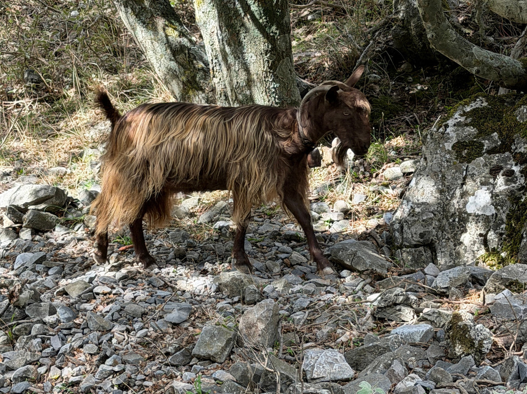 Imbros Gorge-Hora Sfakion必去景点