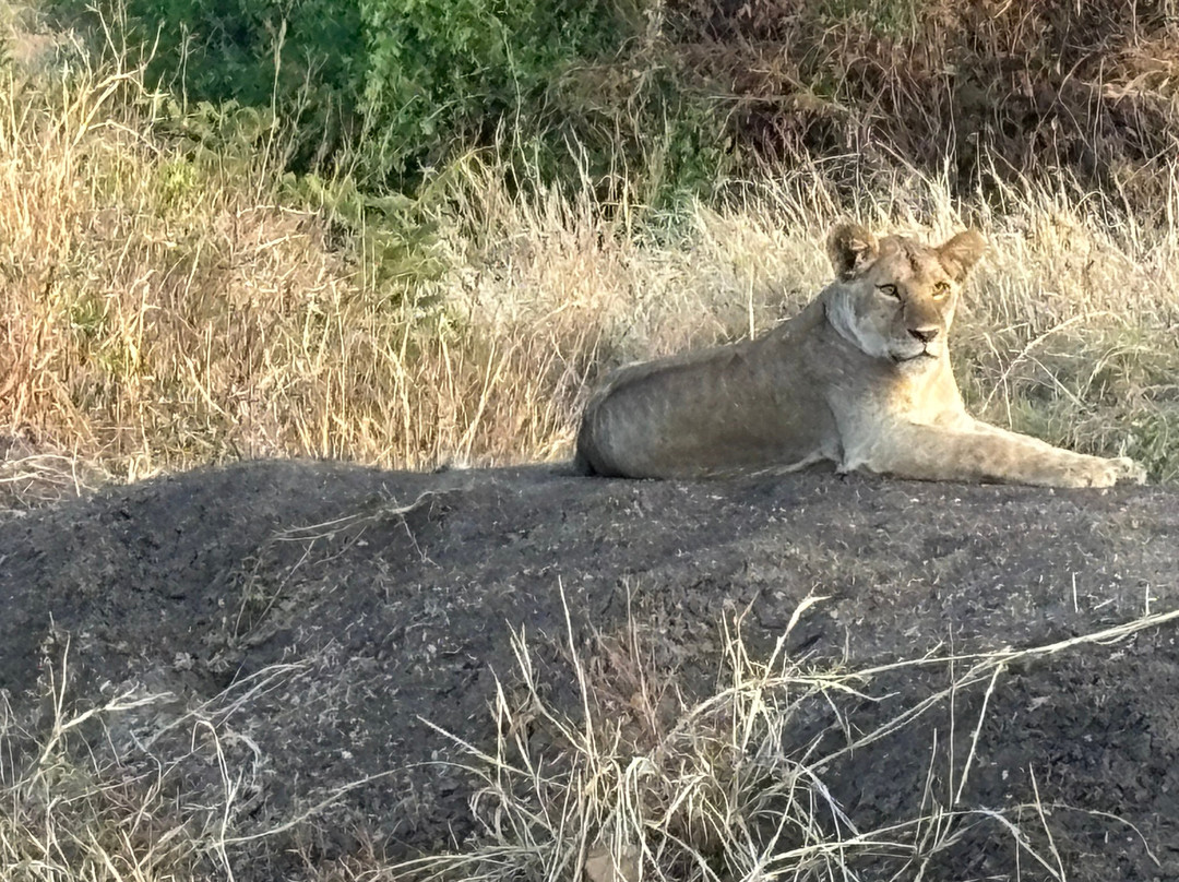 Wild Authentic Tanzania-阿鲁沙必去景点