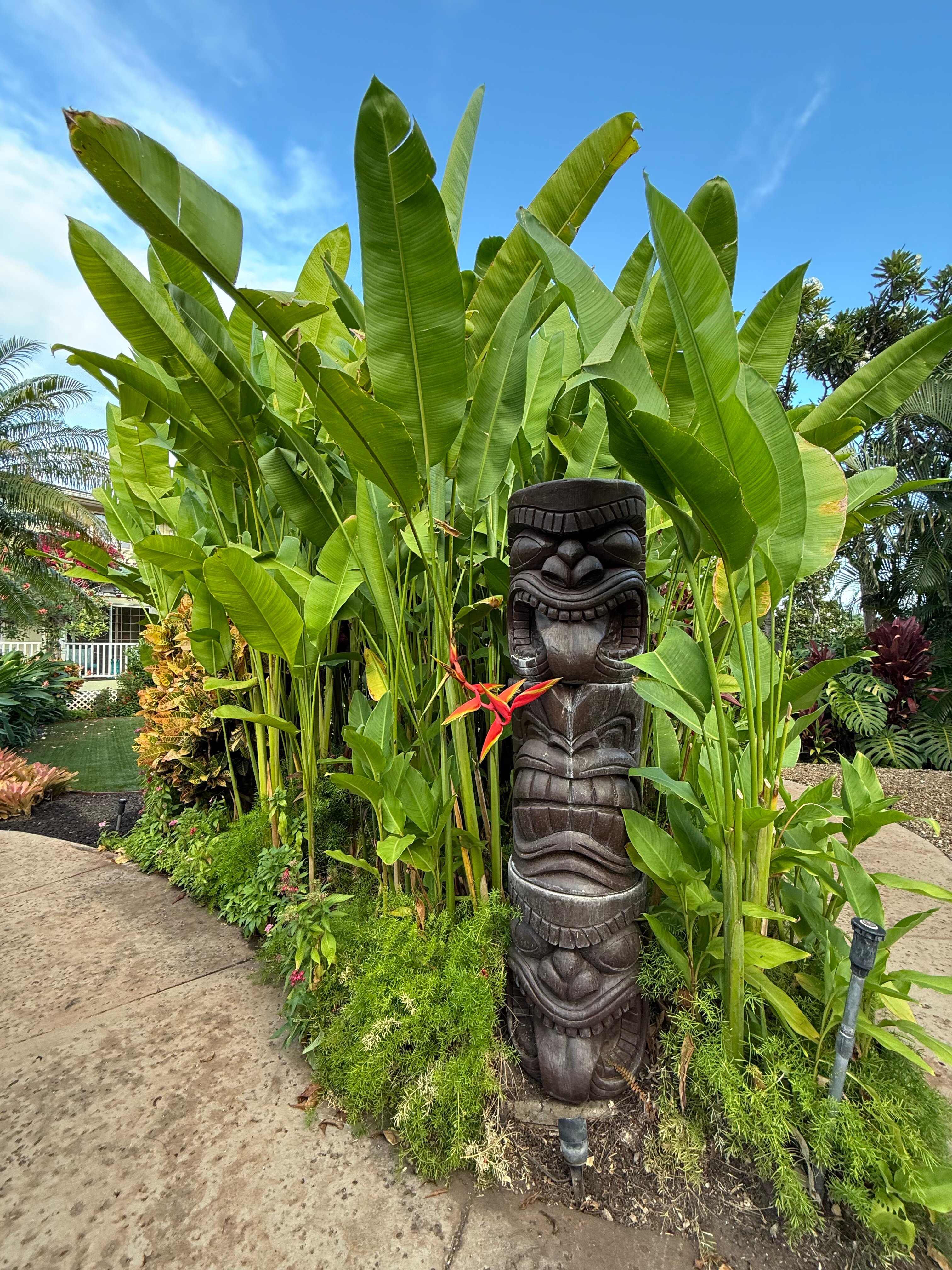 菠萝旅馆-旅行者
