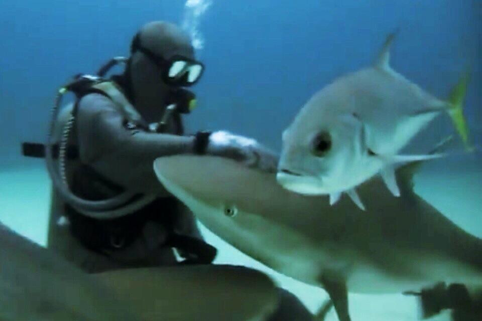 Shark Alley-大巴哈马岛必去景点