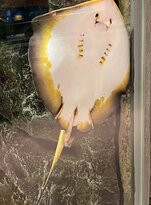 Sagamigawa Fureai Science Museum Aquarium Sagamihara-相模原市必去景点