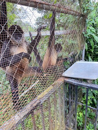 Jungla de Panama Wildlife Refuge景点图片