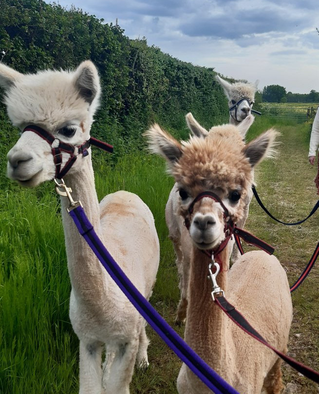 Pickney Farm Alpacas-汤顿必去景点