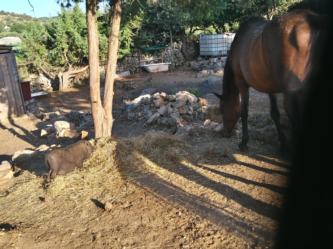 Brac Animal Sanctuary景点图片
