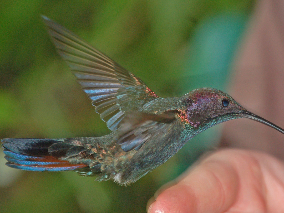 罗克兰兹鸟类保护区-Wiltshire必去景点
