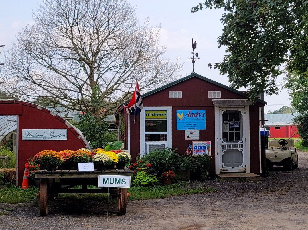 Andy's Eggs And Poultry