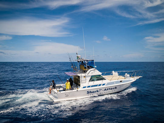 Shark Attack Noronha