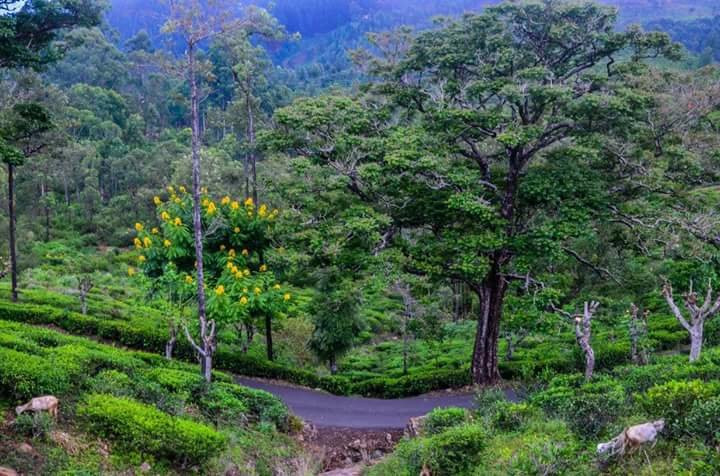 Badulla旅游景点-Fox Hill