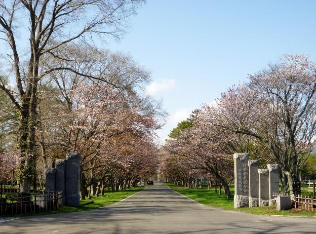 JRA Hidaka Ikusei Ranch