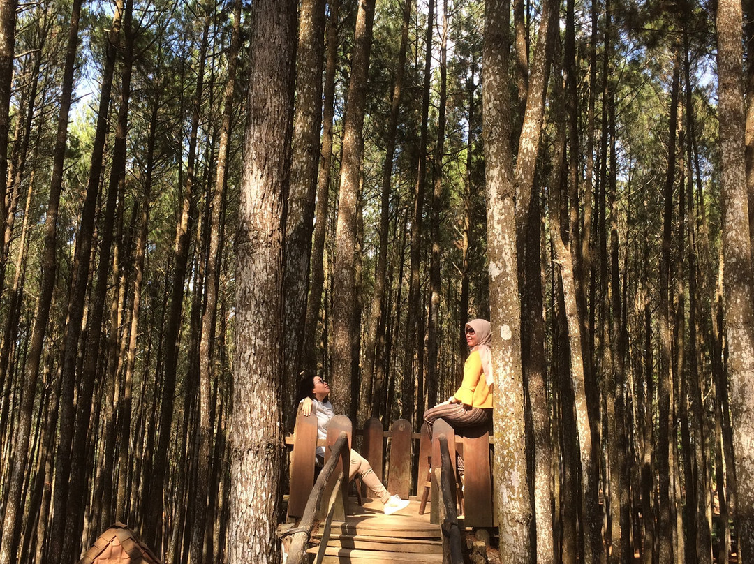 Imogiri Pine Forest-Imogiri必去景点