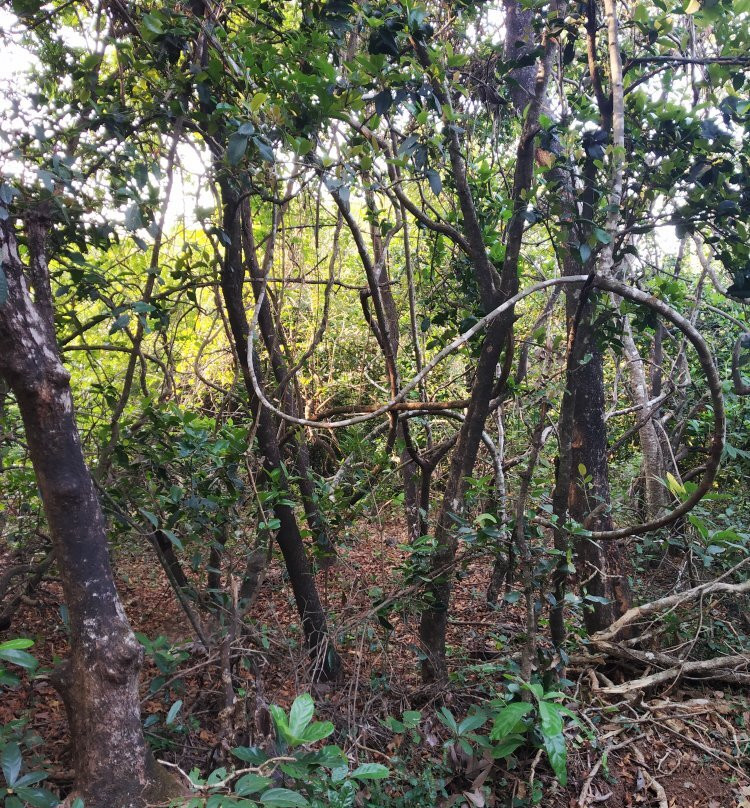 Roha旅游攻略图片