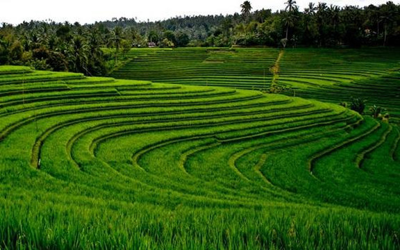 Bali Activities - Cruise Arrangement