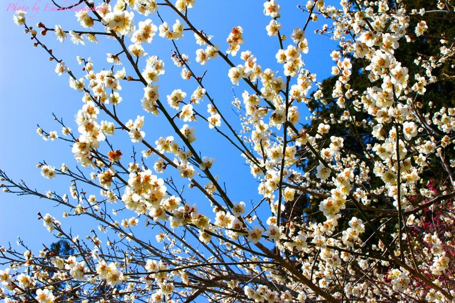 青梅市旅游景点-Ome City Ume Park