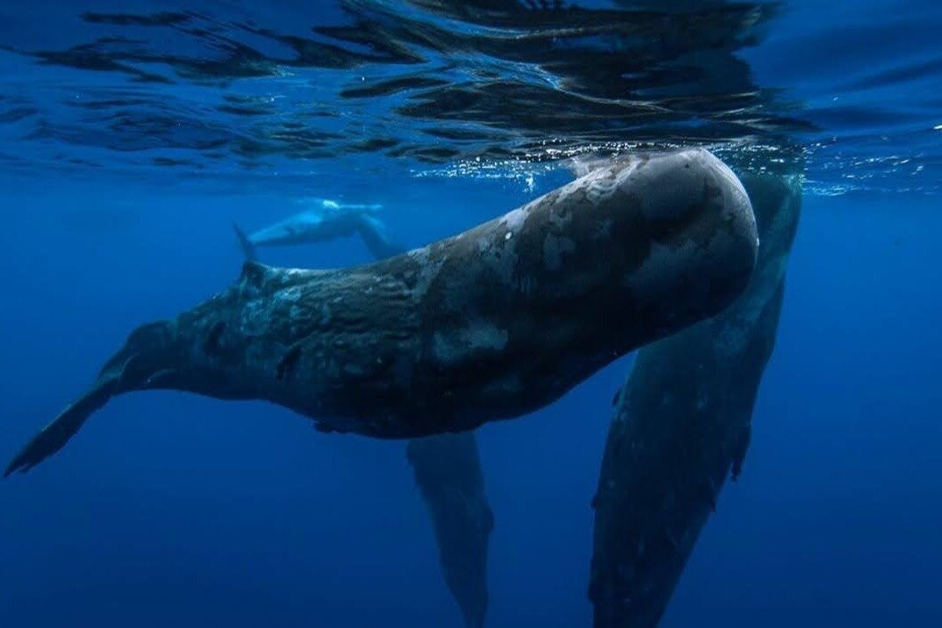 Ocean Brothers Mauritius-塔玛琳必去景点