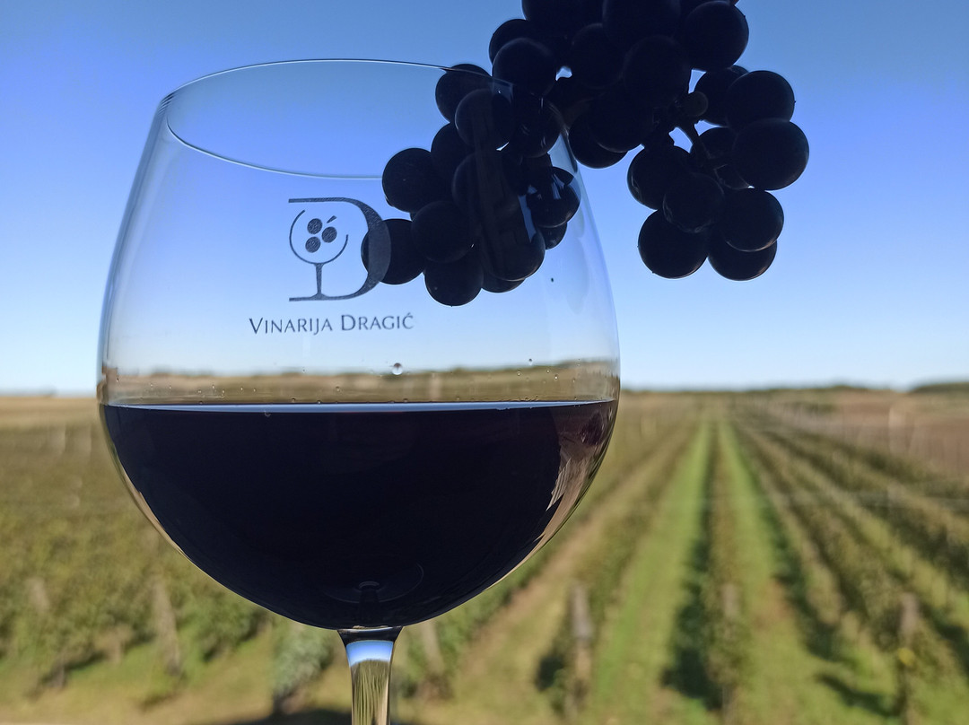 Vinarija Dragić景点图片