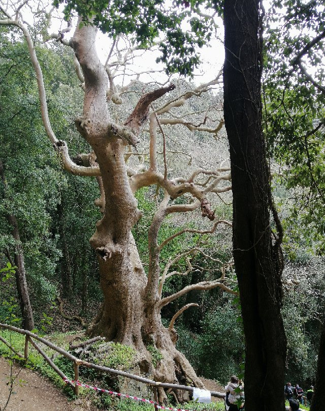 Il Gigante di Curinga景点图片