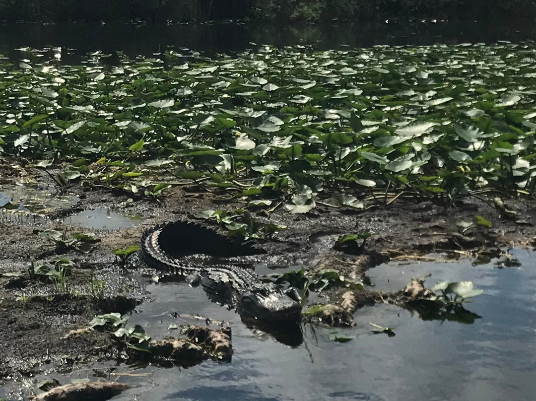 Tippy's Outpost Airboat Rides-奥乔皮必去景点