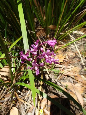 Henry Somerset Orchid Reserve景点图片