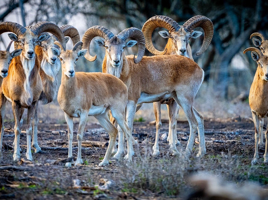 Voyager Safari-圣安东尼奥市必去景点