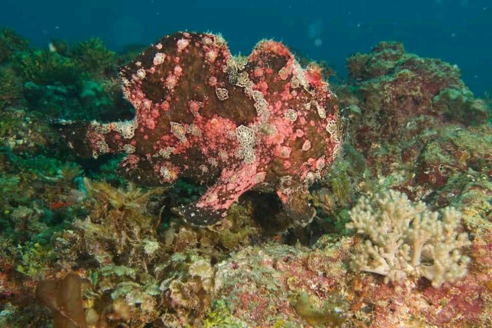 Aquatic Diving Zanzibar-江比阿尼必去景点