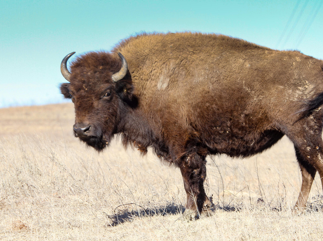 Tallgrass Prairie Preserve-Pawhuska必去景点