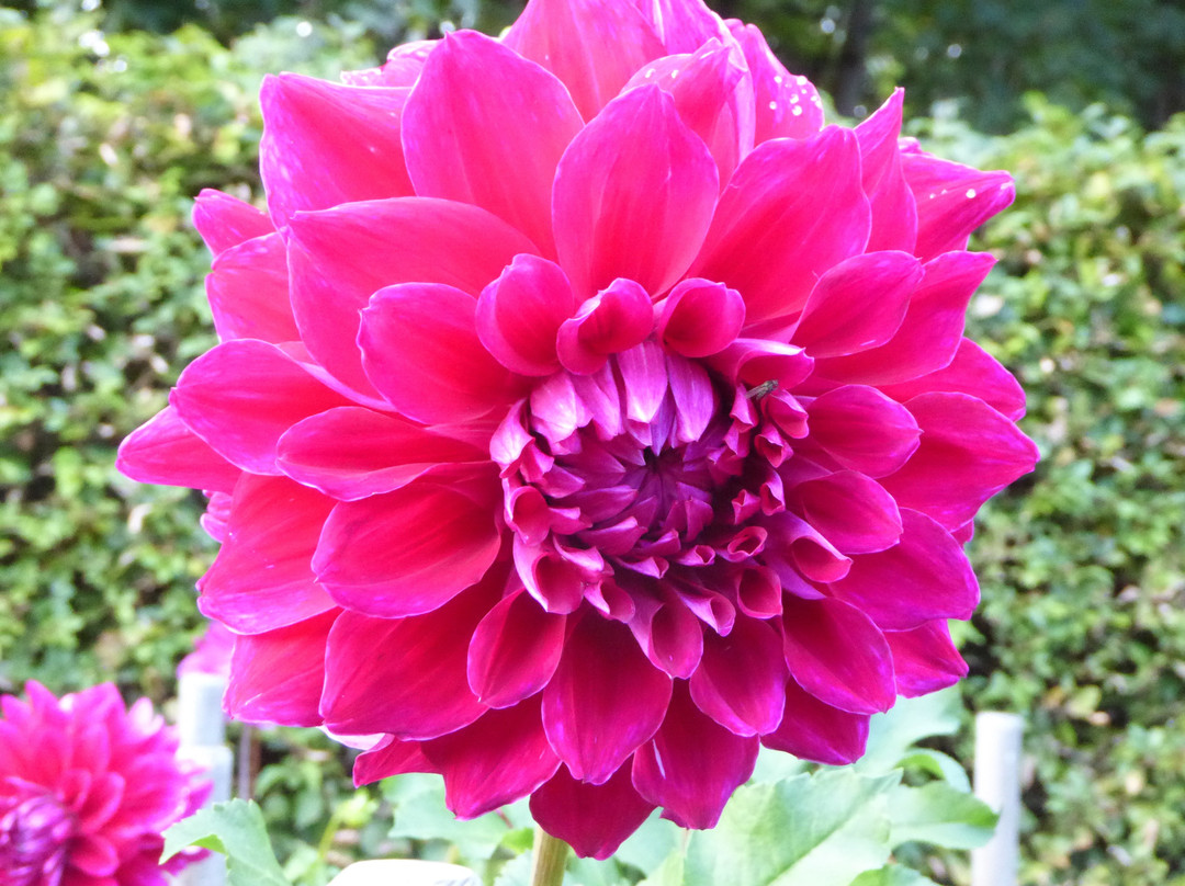 Dahliengarten-汉堡必去景点