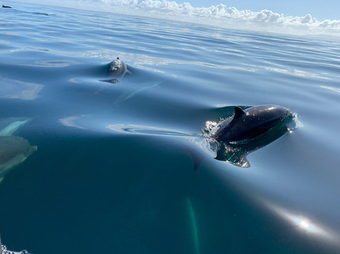 Feathers & Scales-里斯本必去景点