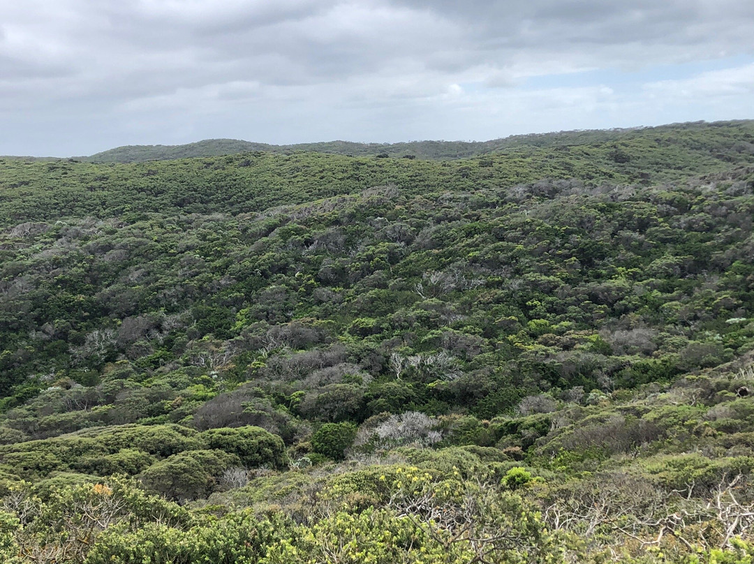 Portsea Back Beach景点图片