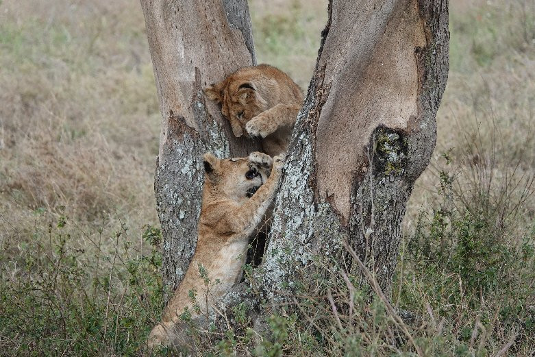 Arusha Fortes Limited-阿鲁沙必去景点