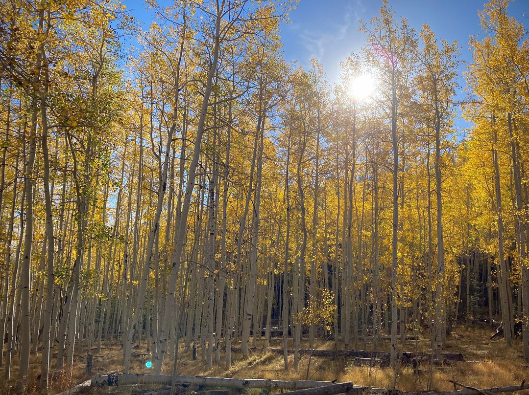Lockett Meadow-弗拉格斯塔夫必去景点