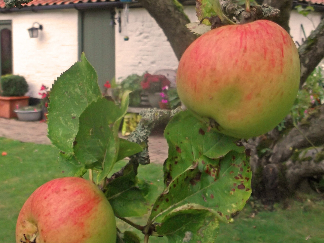 White House Farm主图